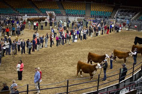 livestock show.